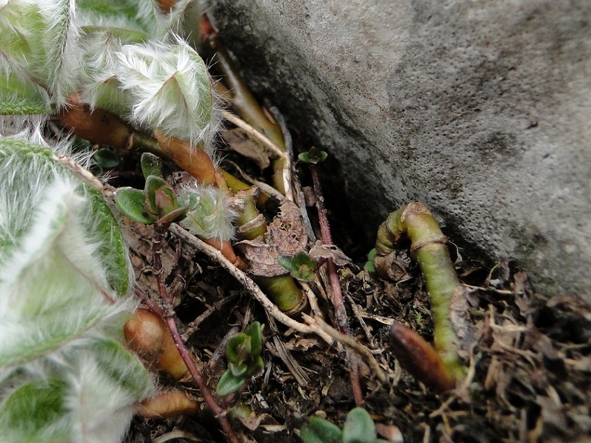 Villosa, irsuta, lanuginosa....: Salix reticulata L.